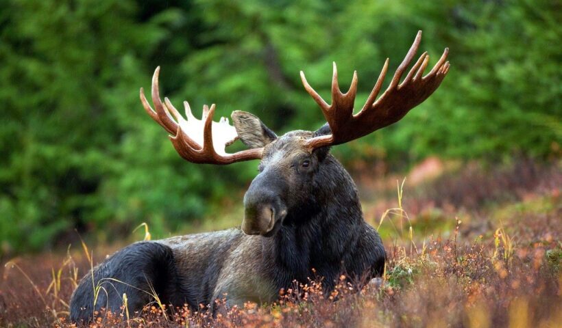 moose in natural habitat