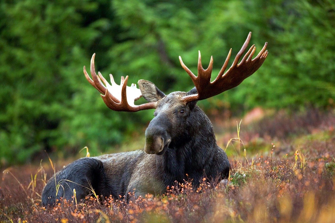 moose in natural habitat